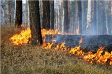 В Иркутской области начал действовать особый противопожарный режим
